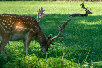 wild animal fallow deer standing on a green meadow near the forest. an animal with large antlers in natural conditions.