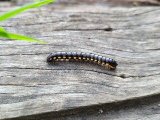 Harpaphe haydeniana portrait on old wood