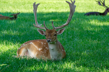 wild animal fallow deer standing on a green meadow near the forest. an animal with large antlers in natural conditions.