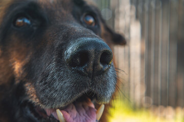 old purebred German Shepherd dog with a close-up of the muzzle, nose, missing teeth, tartar on the dog's teeth. gray mustache of an old dog. old pet.