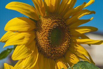 Naklejka premium yellow blooming sunflower on a beautiful summer day in the garden