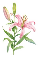 Obraz premium Lily lily illustration watercolor.
