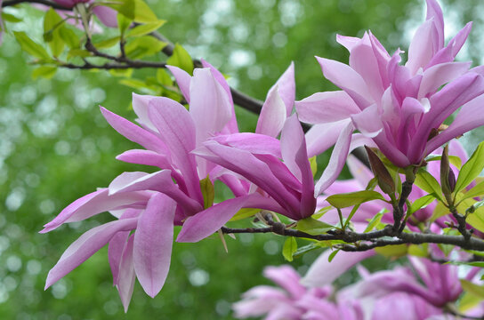 Magnolia 'Randy' tree branches with pink-purple blooming flowers against natural fresh green spring background. Landscaping , gardening concept. Free copy space.