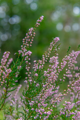 beautifully blooming heather flower, forest heather blooming purple in a coniferous deciduous forest in early autumn.