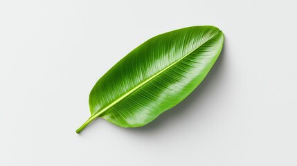 Fototapeta premium Vibrant green banana leaf on a neutral background, showcasing its texture and detail.