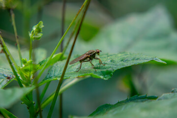 fly sitting on a green leaf in the forest on a macro scale