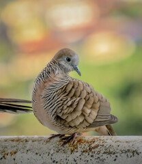 Zebra Dove Pose