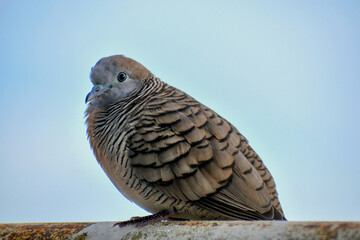 Fototapeta premium Zebra Dove in the morning