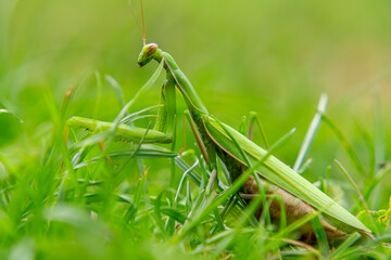 macro scale green mantis sitting in the grass. a beautiful predatory insect in nature. close-up of the head of an alien-like insect.