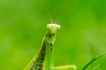 macro scale green mantis sitting in the grass. a beautiful predatory insect in nature. close-up of the head of an alien-like insect.