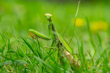 macro scale green mantis sitting in the grass. a beautiful predatory insect in nature. close-up of the head of an alien-like insect.