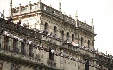 Obraz premium Pigenos in Buenos Aires