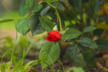 beautiful delicate red emerging rose, rose flower blooms in autumn season. blurry background, bokeh. garden flowers in the garden