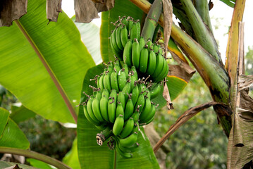 Banana tree on the streets of Bangladesh. Unripe Bananas on tree
