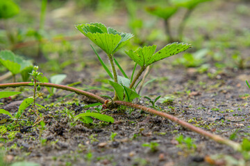 strawberry picks, strawberry reproduction on the plantation. mother strawberry. strawberry bushes
