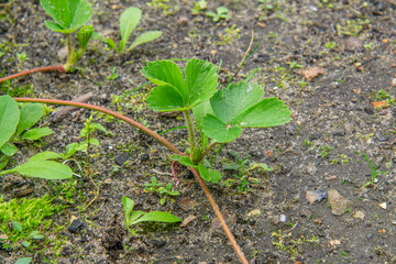 strawberry picks, strawberry reproduction on the plantation. mother strawberry. strawberry bushes