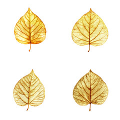 Obraz premium A Set of Golden leaf with intricate veins on isolated transparent background png