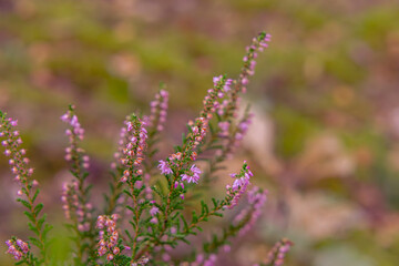 beautiful purple heather bushes in the forest. purple blooming heather flowers in a beautiful summer forest. macro scale. forest abstraction. sun rays and flares