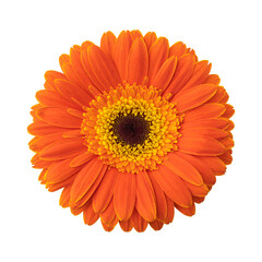Orange gerbera daisy flower isolated on transparent background