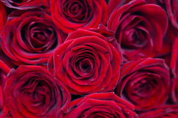 bouquet of red roses close-up. background of roses. red color means passion of love and elegance. banner.High quality photo
