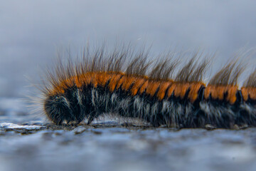 caterpillar walking on the sidewalk in macro scale