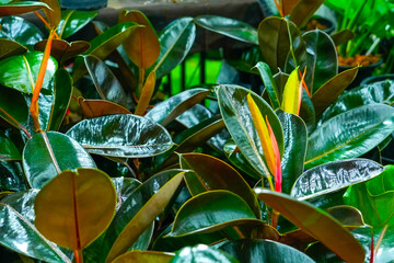 Ficus elastica robusta plant near living room window. Home office potted plants