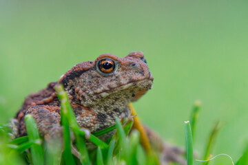 common amphibian toad, frog sitting in the grass on a rainy day. wild animal in natural conditions. macro close-up of a frog