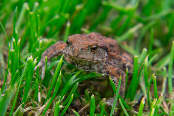 common amphibian toad, frog sitting in the grass on a rainy day. wild animal in natural conditions. macro close-up of a frog