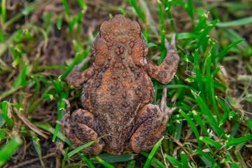 common amphibian toad, frog sitting in the grass on a rainy day. wild animal in natural conditions. macro close-up of a frog