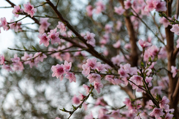 pink cherry blossom