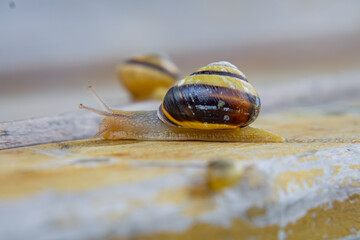 snail in a shell walking on the rungs of a bench in a city park in autumn. macro scale snail in the rays of the warm setting sun. a snail emerging from its shell. blurry fairy tale background