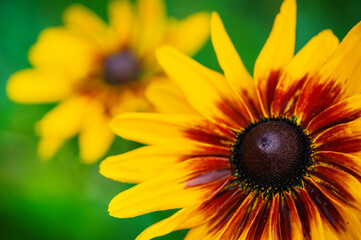 Vibrant petals of a rudbeckia flower against bright green background