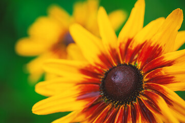 Vibrant petals of a rudbeckia flower against bright green background