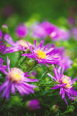 Vibrant Aster fruticosa Anneke blooms in a lush green garden
