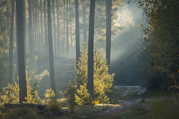 beautiful magical deciduous and coniferous forest in the morning, a forest in the morning fog. the forest in the autumn and summer season, the sunrise, the day waking up at dawn. sun rays shining thro