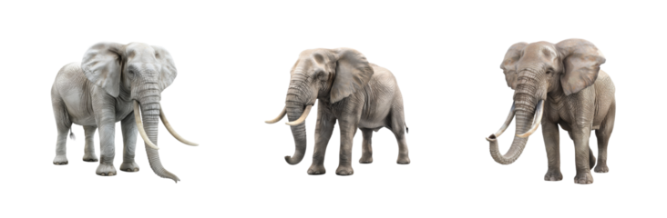 Three elephants standing in different poses displaying their unique features and personalities