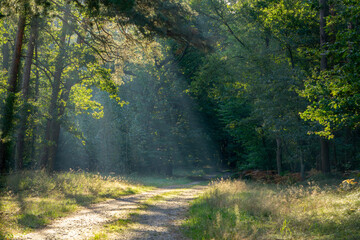 beautiful magical deciduous and coniferous forest in the morning, a forest in the morning fog. the forest in the autumn and summer season, the sunrise, the day waking up at dawn. sun rays shining thro