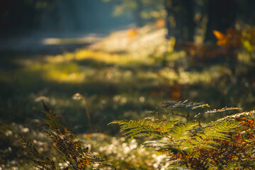 a beautiful magical deciduous and coniferous forest in the morning, a forest in the morning fog. the forest in the autumn and summer season, the sunrise, the day waking up at dawn. sun rays shining th