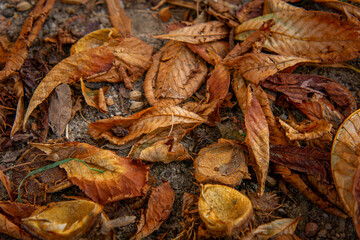 a chestnut lying on the sidewalk in the park in autumn, chestnuts a sign and symbol of autumn. beautiful golden autumn with yellow leaves on the ground.