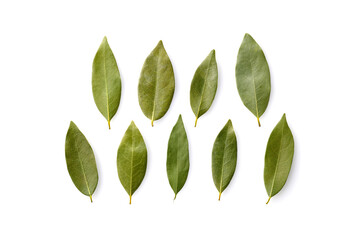 ローリエの葉　Bay leaf
