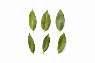 ローリエの葉　Bay leaf