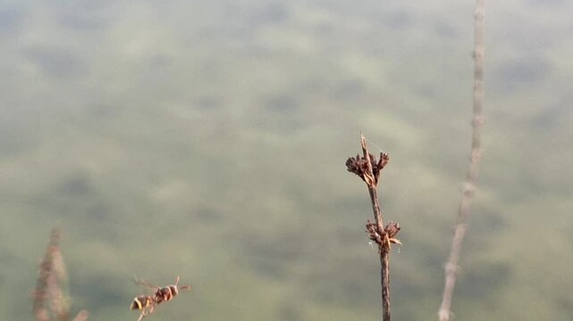 Wasp fly on the dry twig near the lake. Vespula germanica 