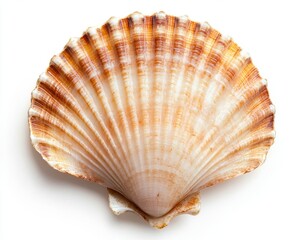 Stunning Seashell with Radiant Colors and Intricate Patterns