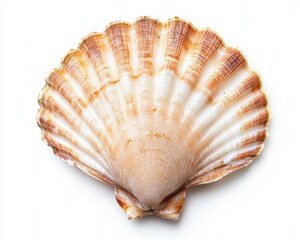 Obraz premium Beautiful Scallop Shell with Delicate Patterns and Subtle Colors