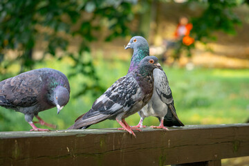 wild city birds pigeons sitting on wooden bridge in city park autumn season in the morning. pigeons...