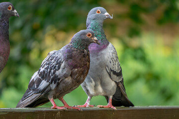 wild city birds pigeons sitting on wooden bridge in city park autumn season in the morning. pigeons in a pile. problem of every city. blurred background.