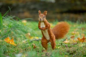 funny, focused squirrel standing on two legs. wild animal squirrel standing on its hind legs among yellow autumn leaves. animal in the park autumn season in the morning. blurred background © Adam