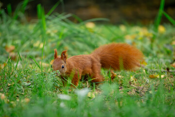 funny, focused squirrel standing on two legs. wild animal squirrel standing on its hind legs among yellow autumn leaves. animal in the park autumn season in the morning. blurred background