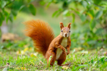 funny, focused squirrel standing on two legs. wild animal squirrel standing on its hind legs among yellow autumn leaves. animal in the park autumn season in the morning. blurred background