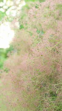 Vertical video of cotinus or smoke tree fluffy flowers close up